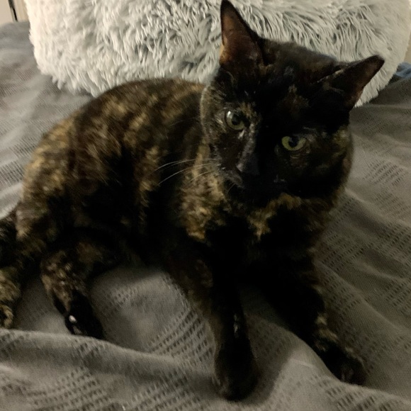 Emo - Picture 7 of 12